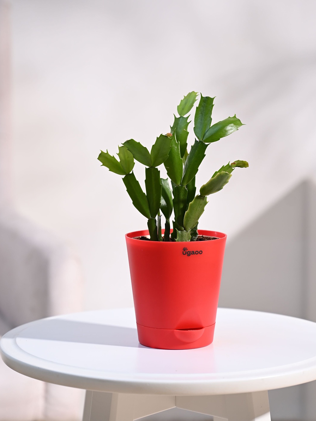 

UGAOO Indoor Cactus Plant With Pot, Green