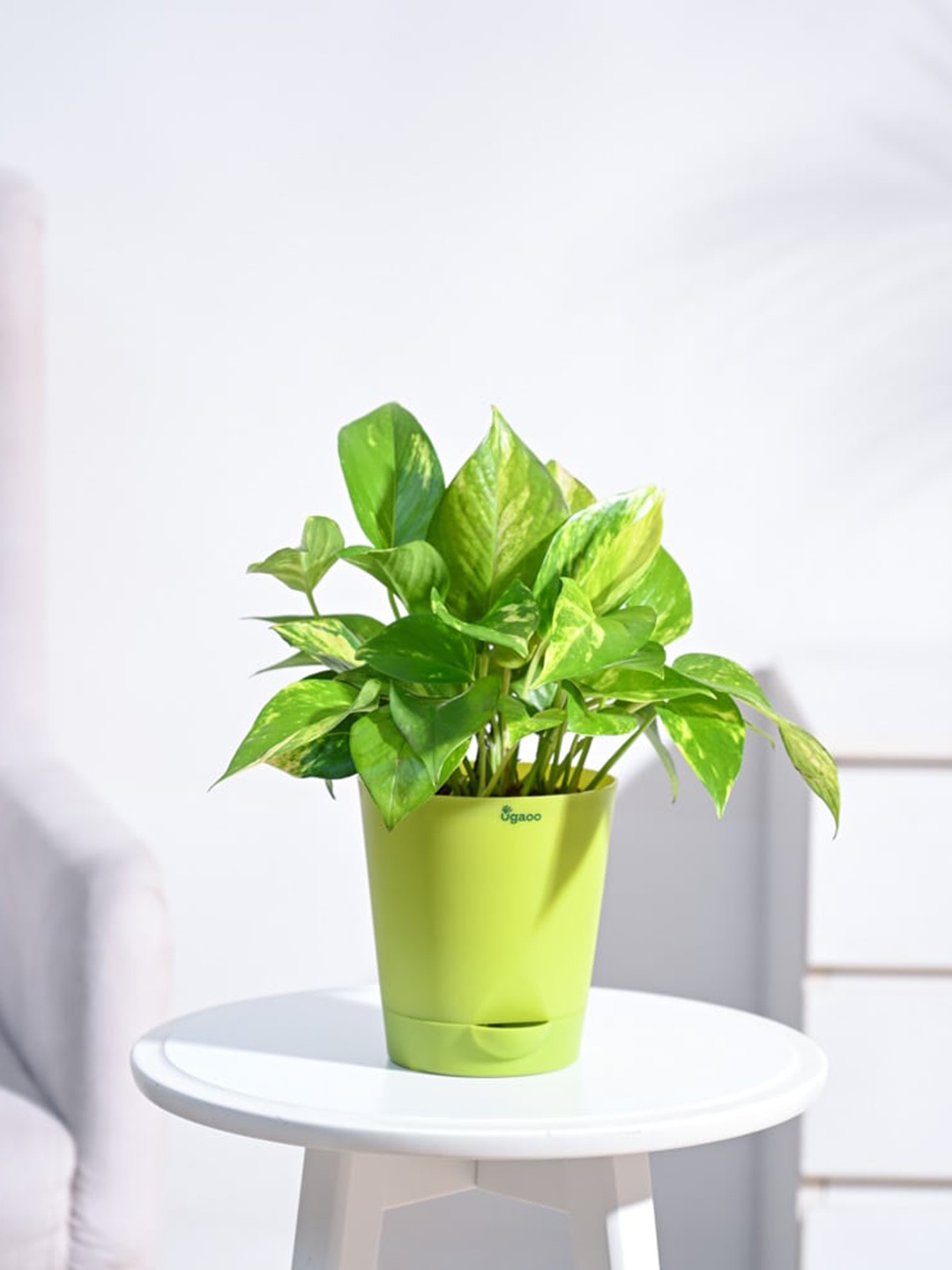 

UGAOO Green Money Plant Variegated with Self Watering Pot
