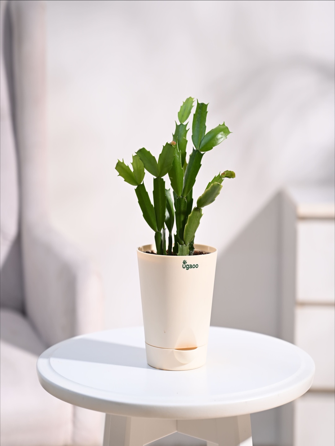 

UGAOO Outdoor Cactus With Self-Watering Pot, Beige
