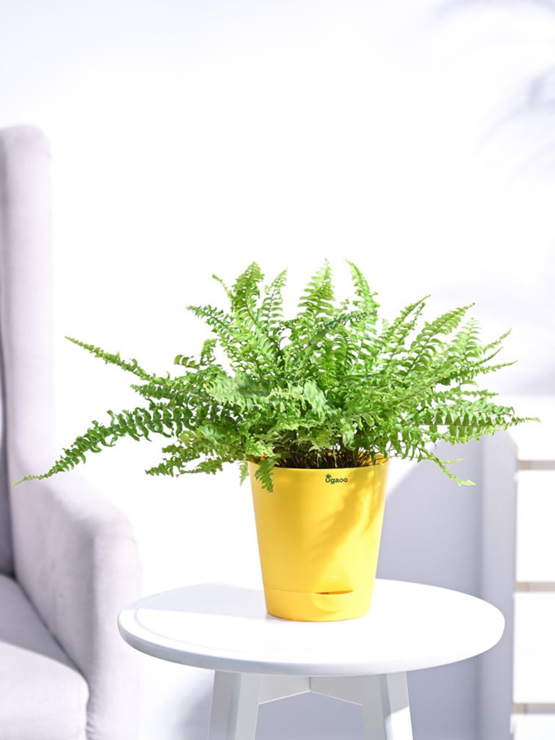 

UGAOO Green Fern Mini Plant With Yellow Self Watering Pot