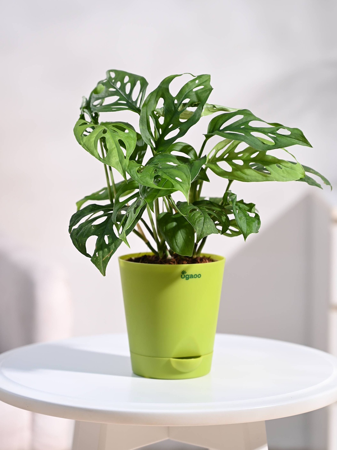 

UGAOO Green Broken Heart Plant With Self Watering Pot