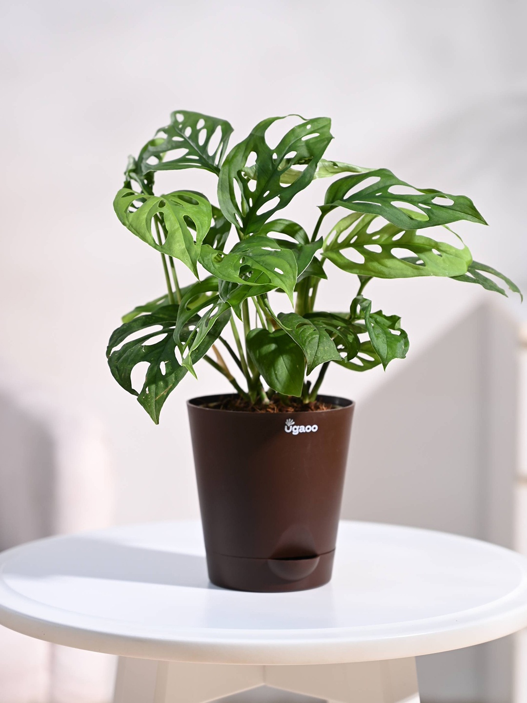 

UGAOO Broken Heart Plant with Brown Pot