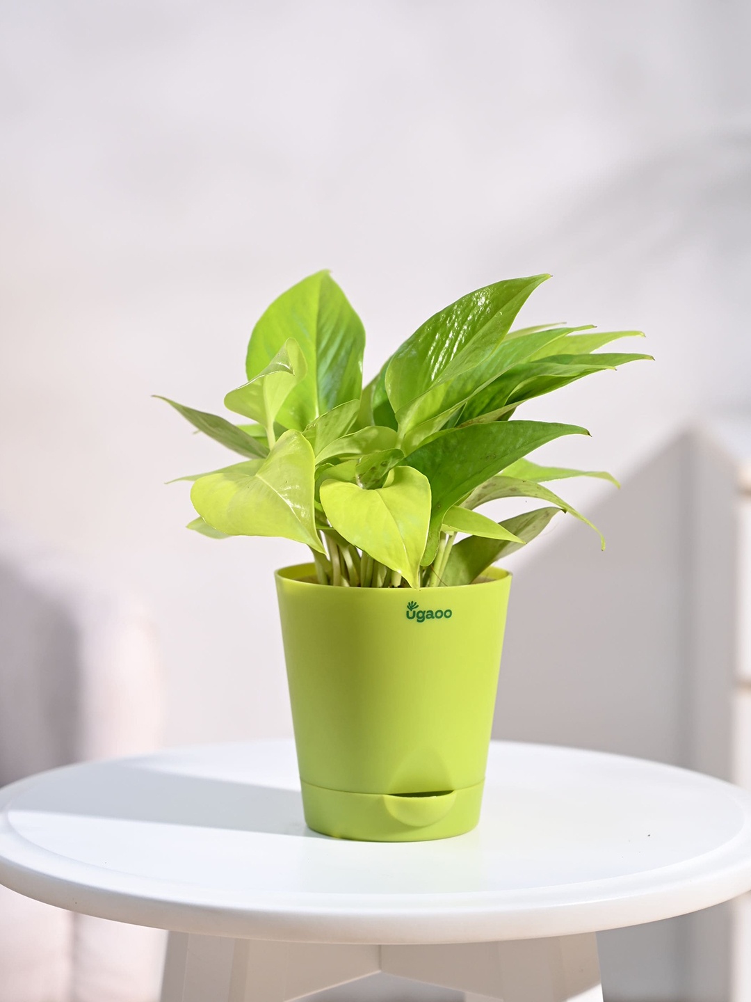 

UGAOO Green Money Plant Golden with Self Watering Pot