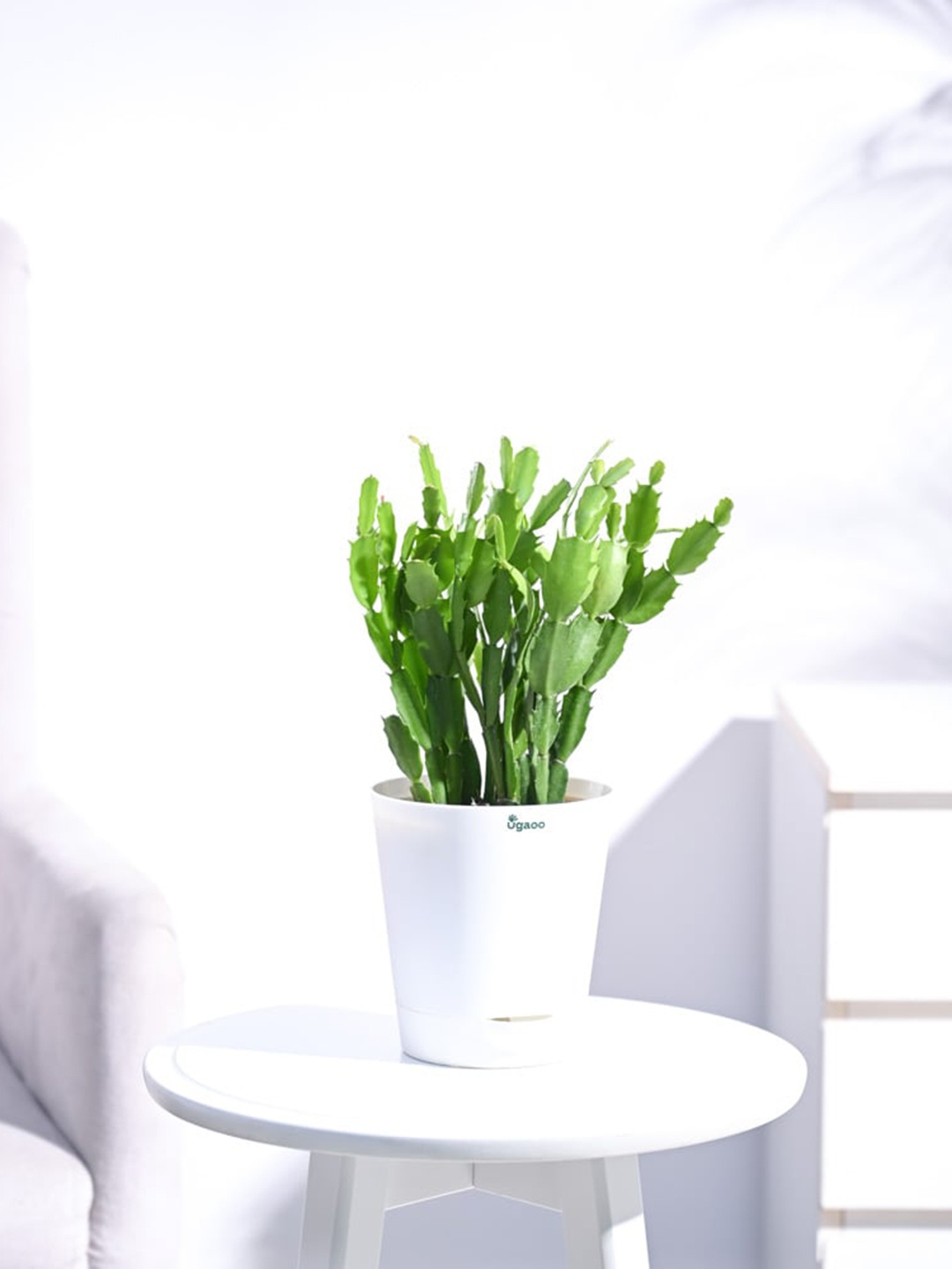 

UGAOO Outdoor Cactus With White Self Watering Pot
