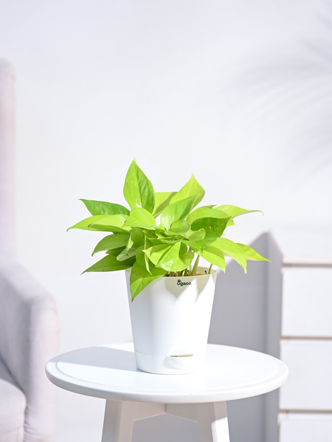 

UGAOO Money Plant With White Self Watering Pot