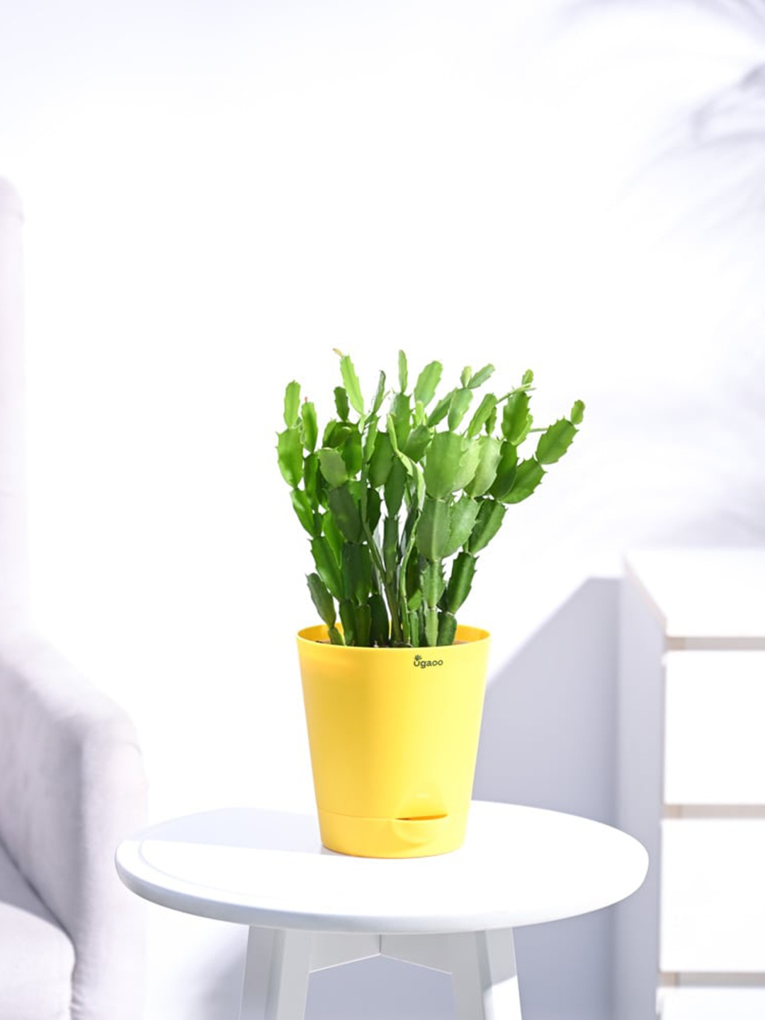 

UGAOO Christmas Cactus With Self Watering Pot, Yellow