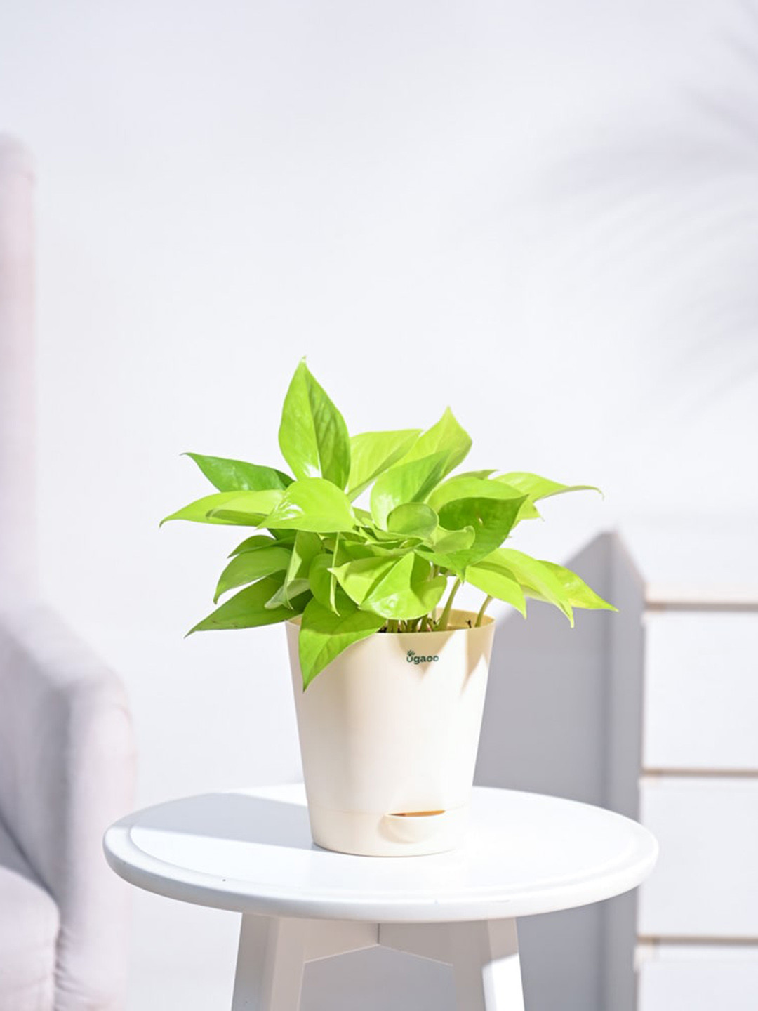

UGAOO Money Plant With Pot, Cream