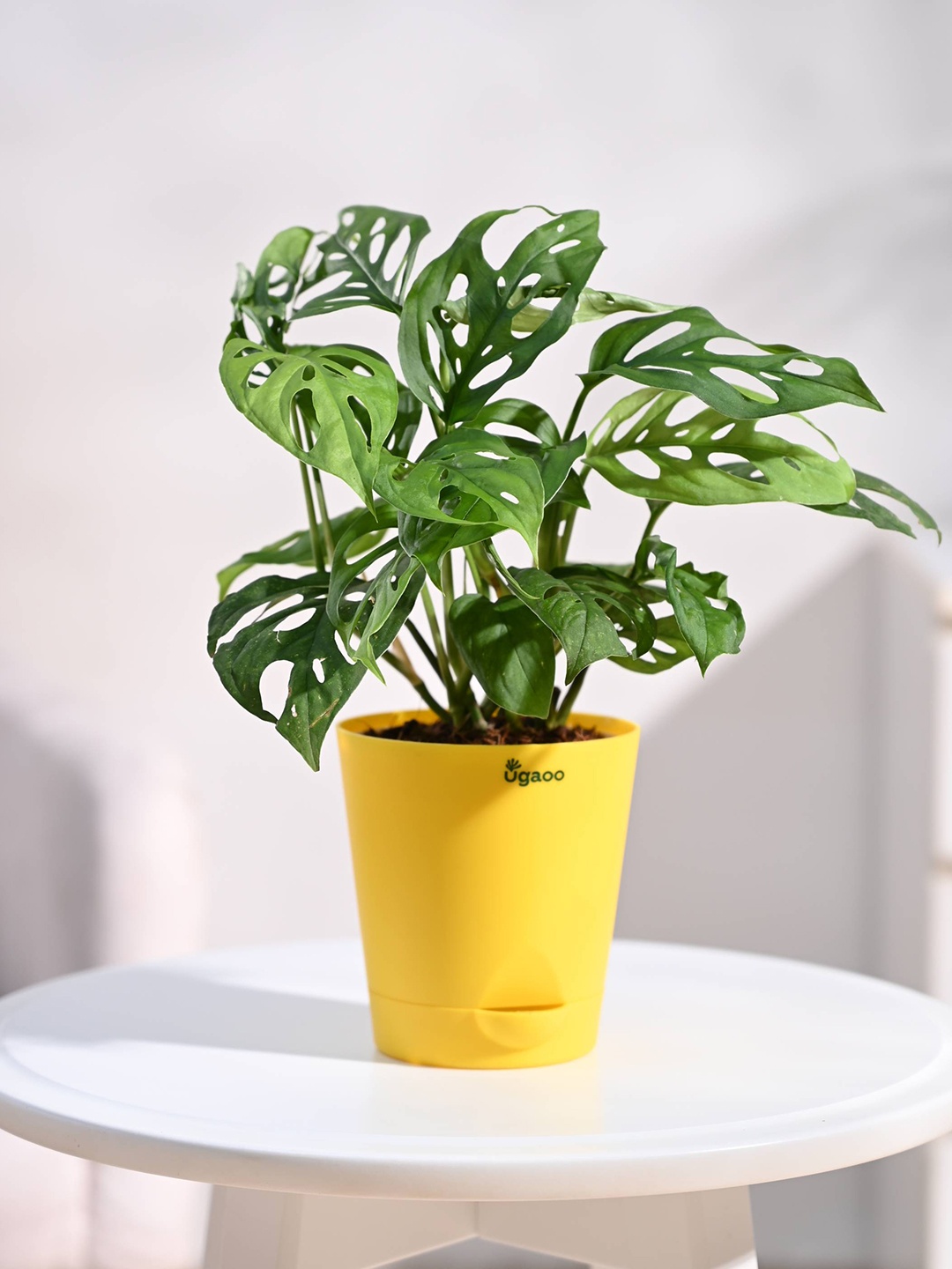 

UGAOO Broken Heart Plant with Self Watering Pot, Yellow