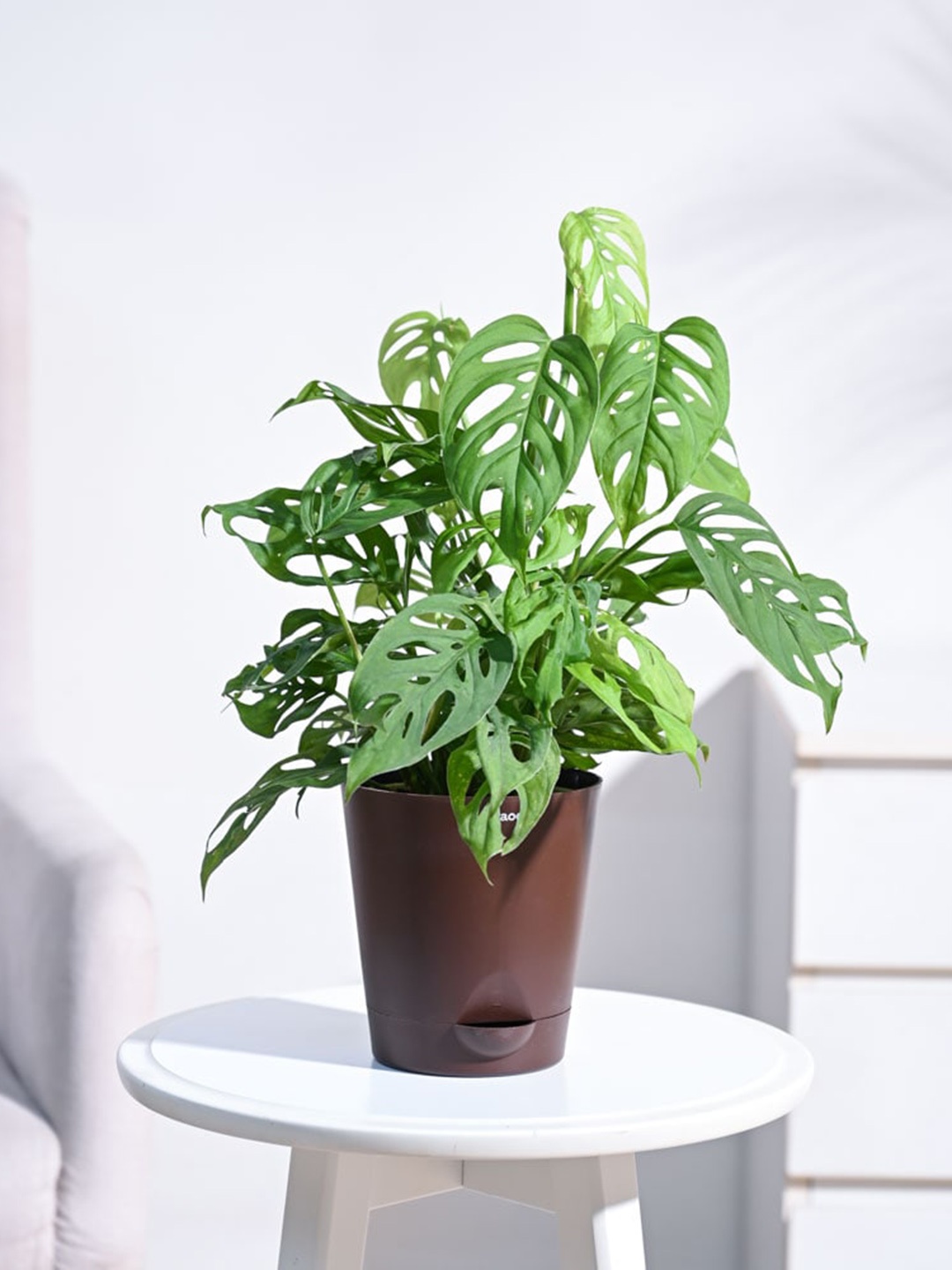 

UGAOO Broken Heart Plant with Self Watering Pot, Green