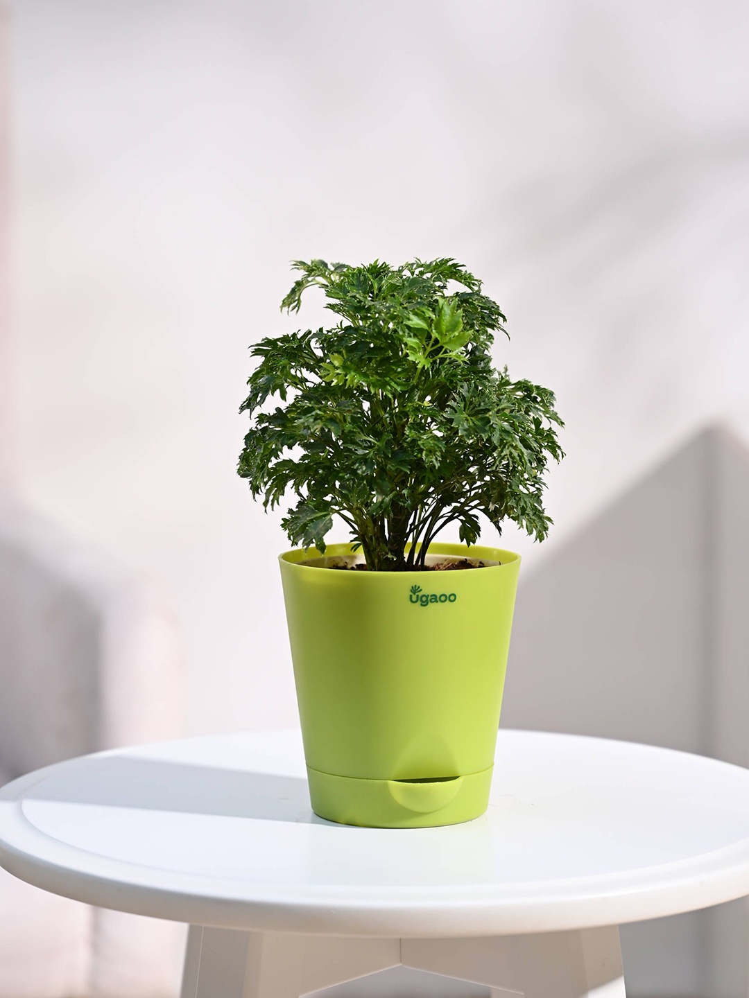 

UGAOO Aralia Plant With Self Watering Pot, Green