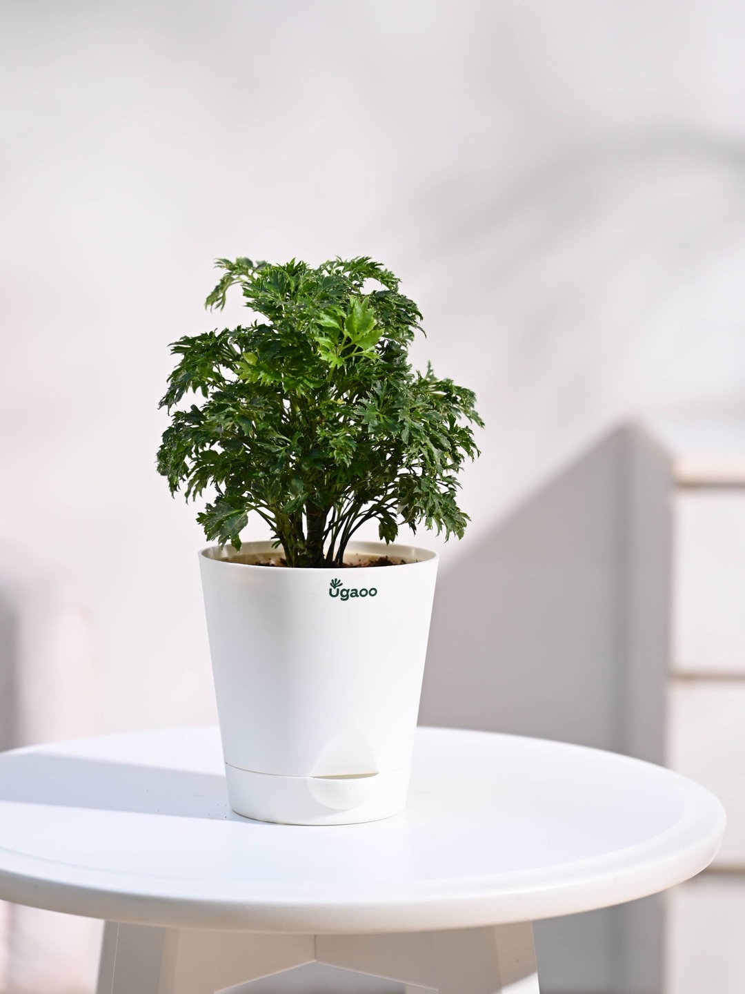 

UGAOO Aralia Plant With Self Watering Pot, White