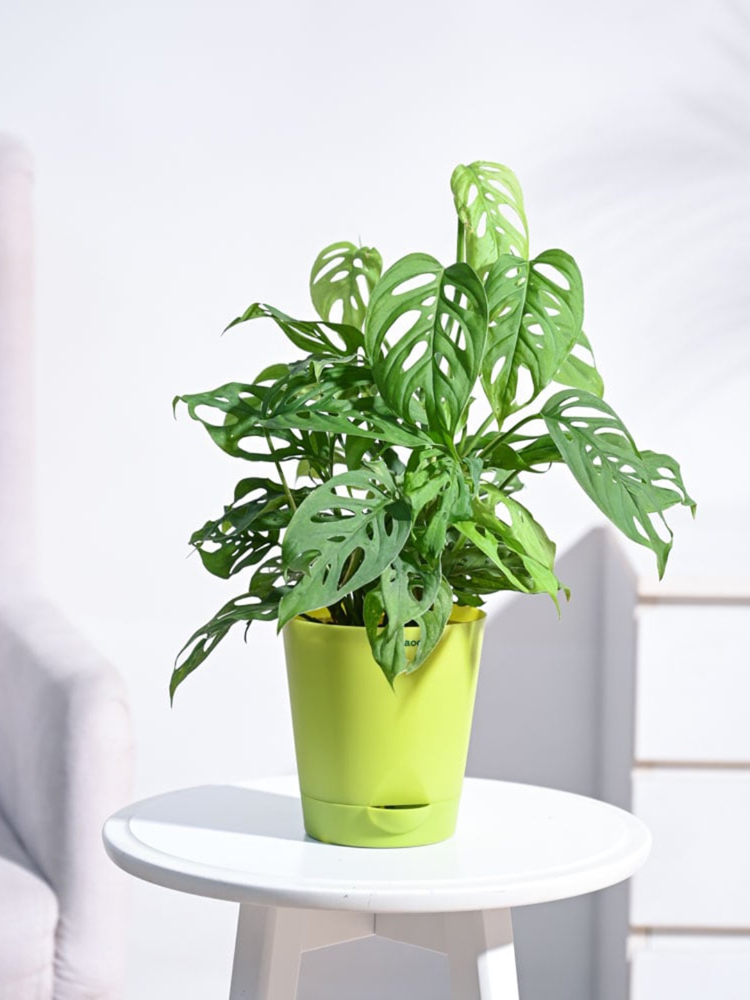 

UGAOO Indoor Broken Heart Plant With Self Watering Pot, Green