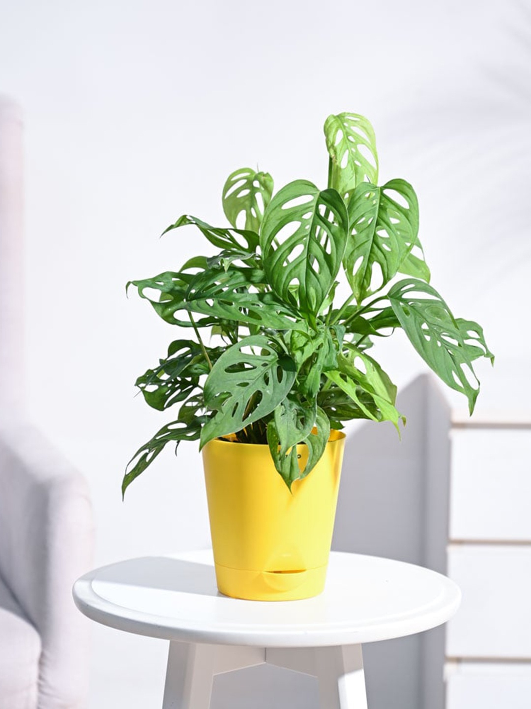 

UGAOO Broken Heart Plant With Self Watering Pot, Yellow