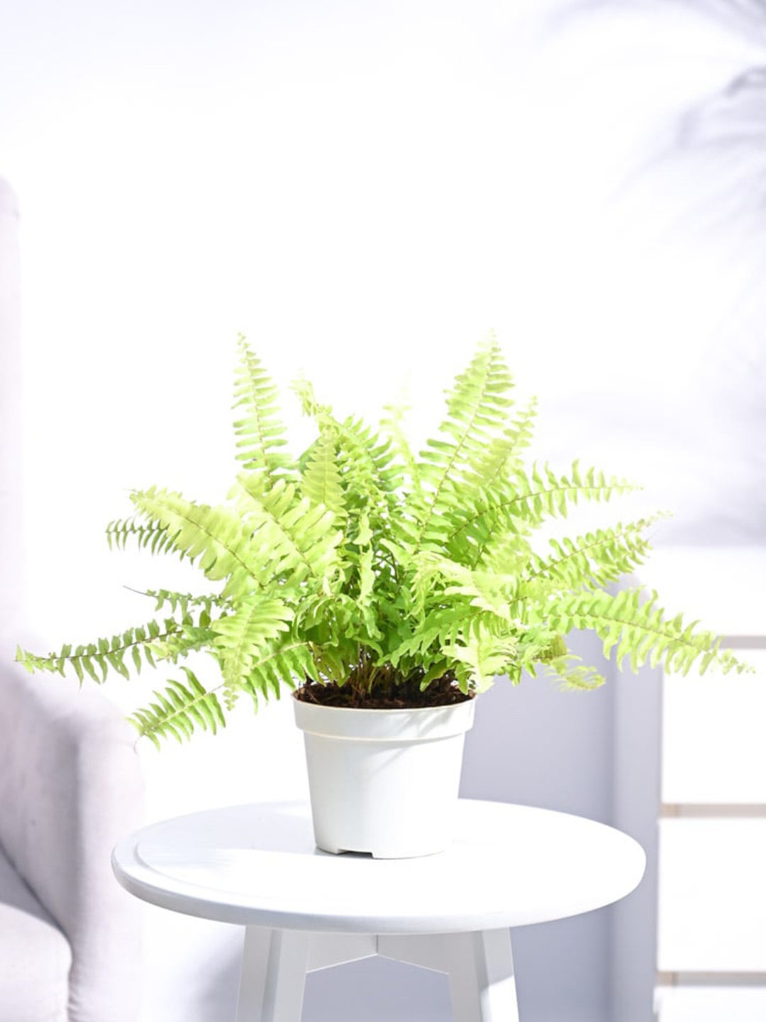 

UGAOO Golden Fern Plant with Gro Pot, Beige