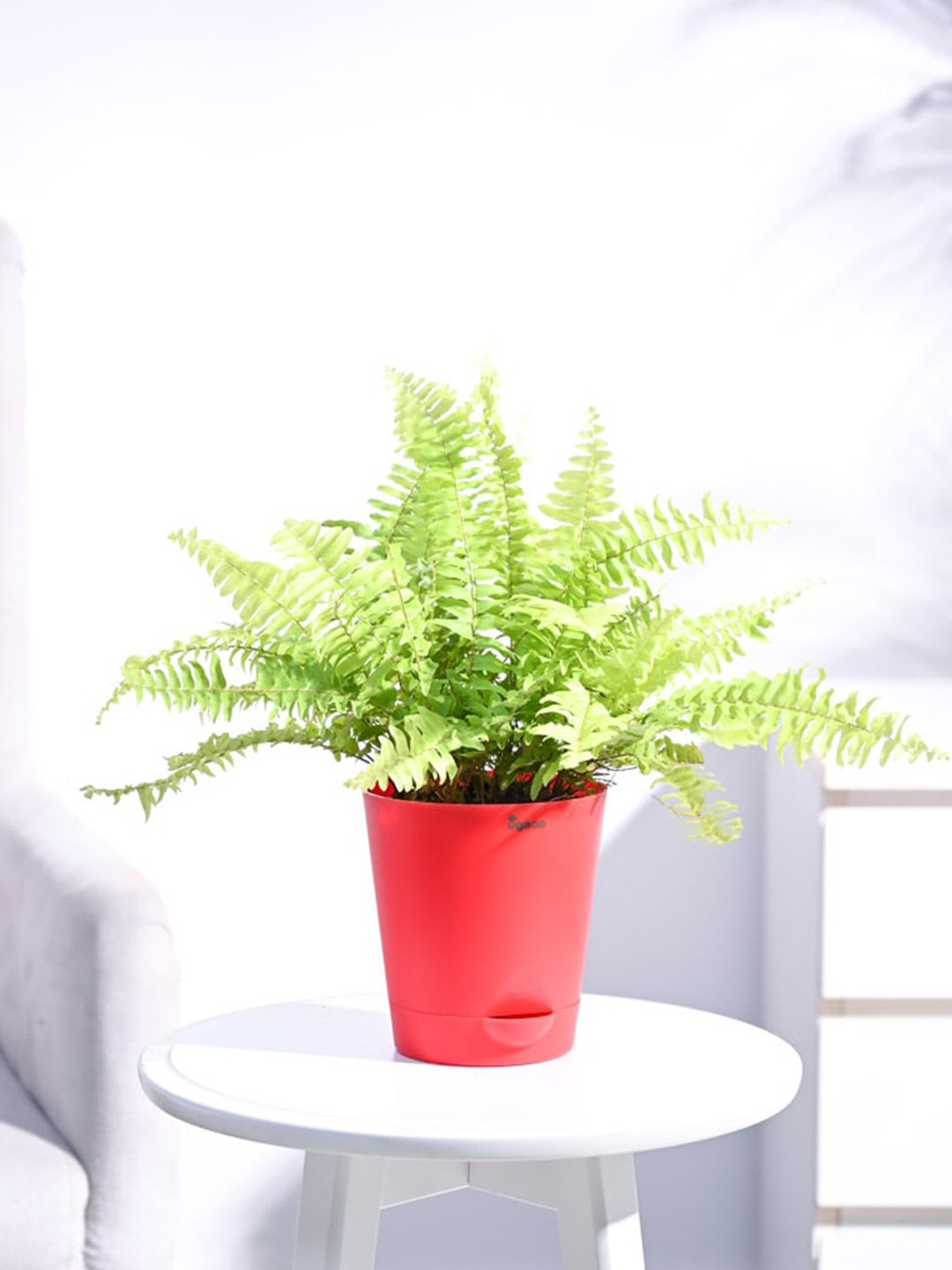 

UGAOO Golden Fern Plant with Self Watering Pot, Red