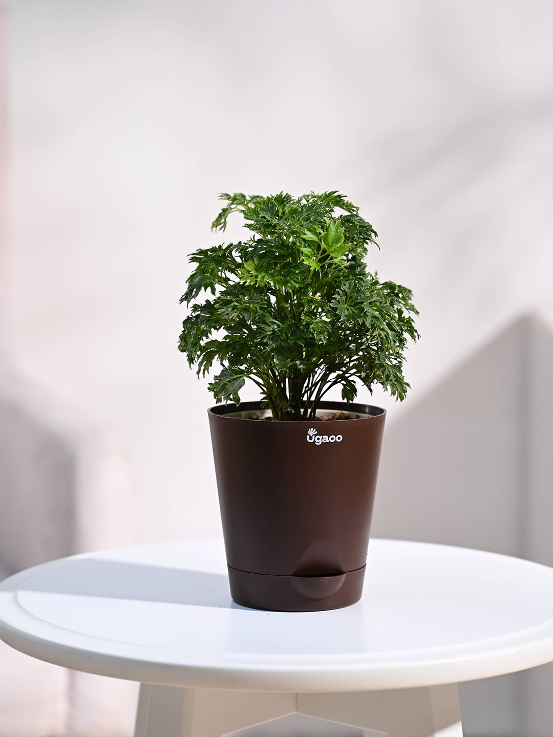 

UGAOO Brown Aralia Golden Plant with Self Watering Pot