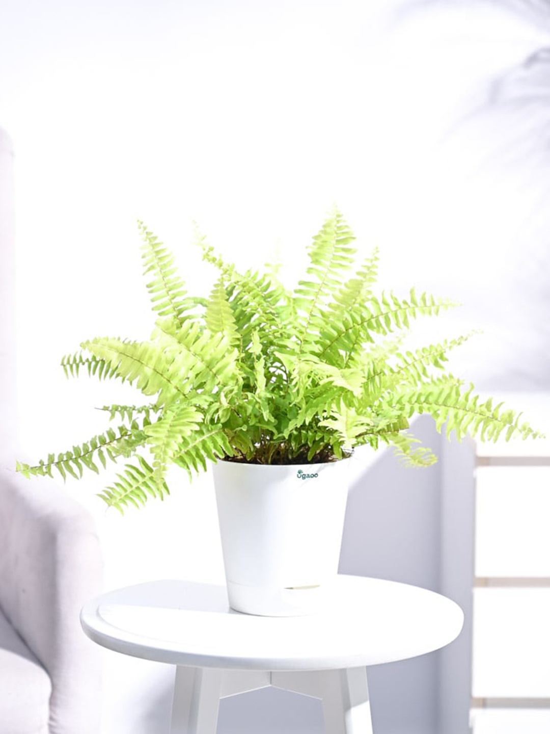 

UGAOO Golden Fern Plant with Self Watering Pot, White