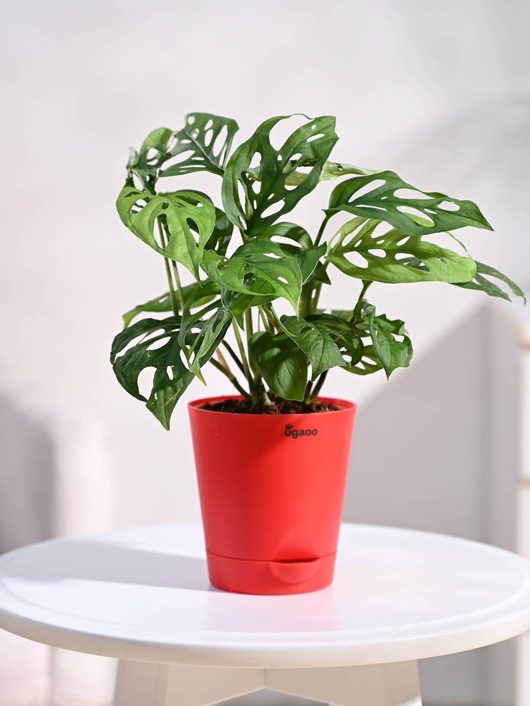 

UGAOO Indoor Broken Heart Plant With Self Watering Pot, Red