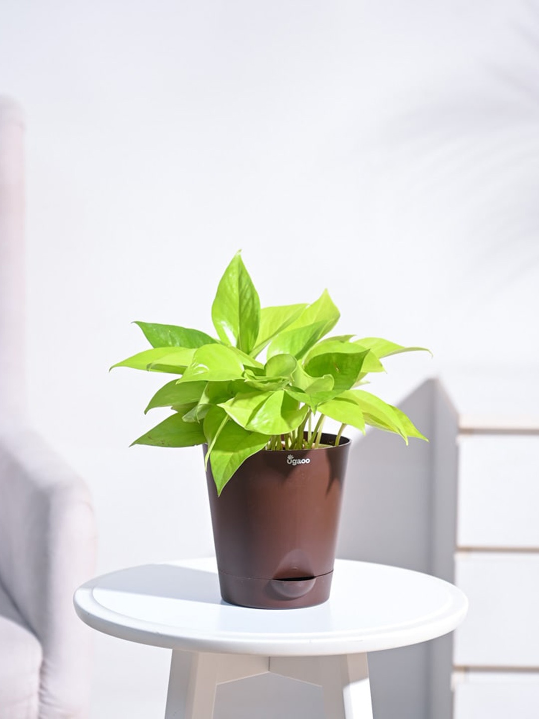 

UGAOO Money Plant With Self-Watering Pot, Brown