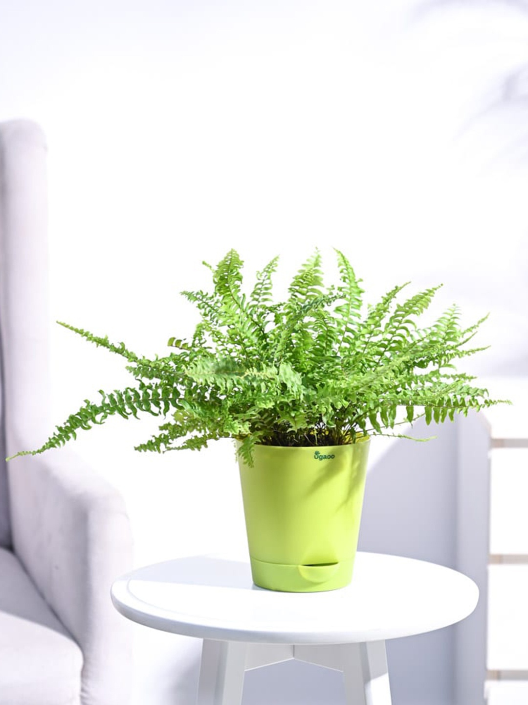 

UGAOO Green Fern Mini Plant With Self Watering Pot