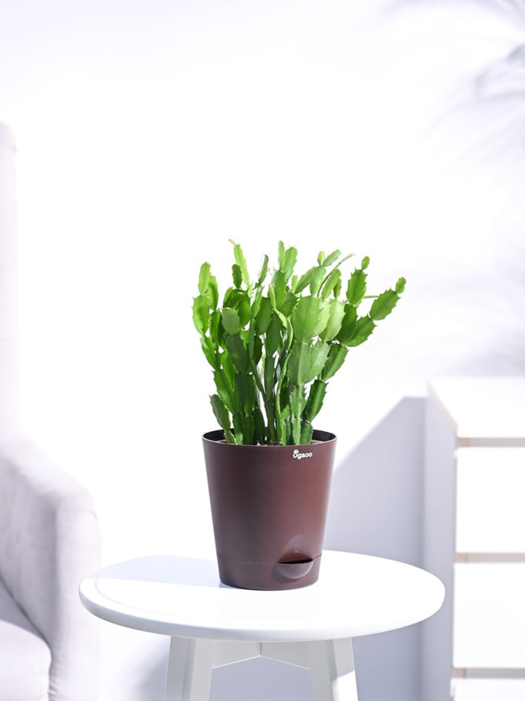 

UGAOO Christmas Cactus With Self Watering Pot, Brown