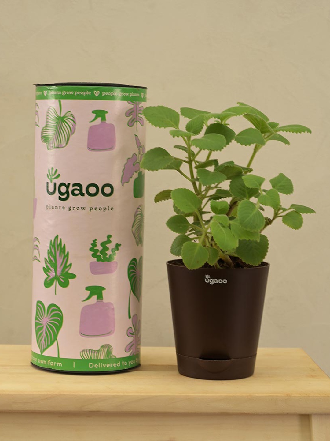 

UGAOO Ajwain Plant with Krish Self Watering Plastic Pot, Brown
