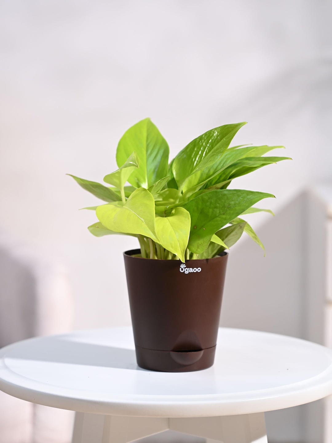 

UGAOO Money Plant Golden with Self Watering Pot, Brown