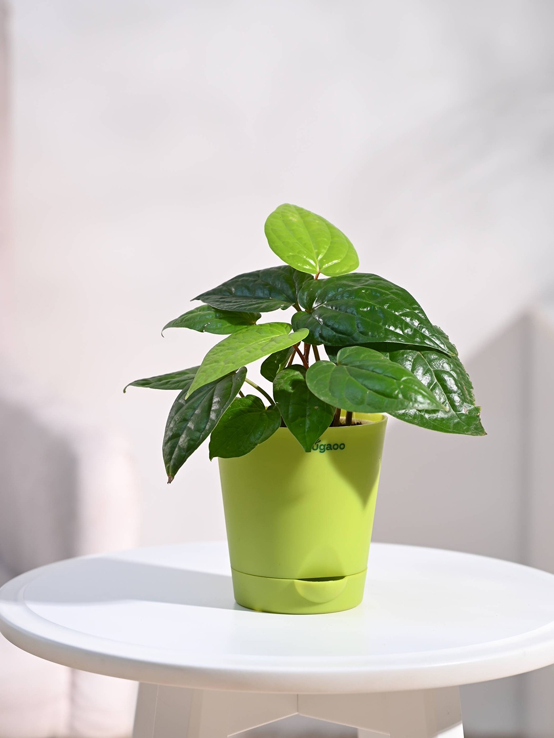 

UGAOO Betel Leaf Plant With Self-Watering Pot, Green
