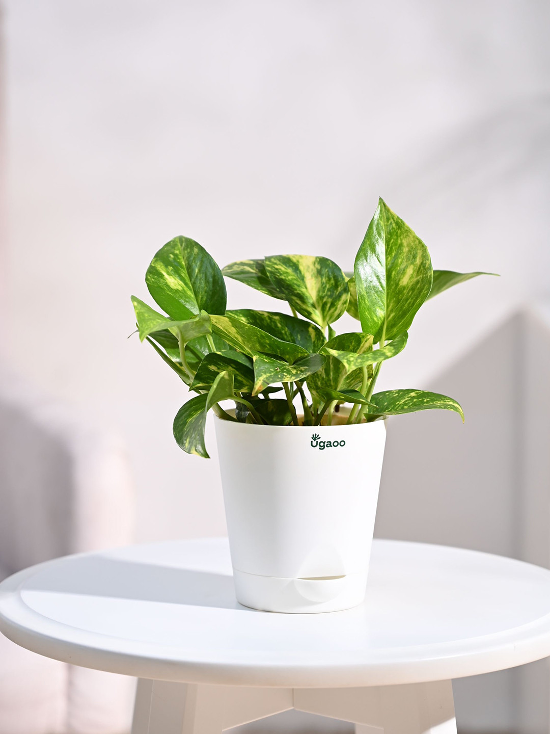 

UGAOO Money Plant Variegated With Self Watering Pot, White