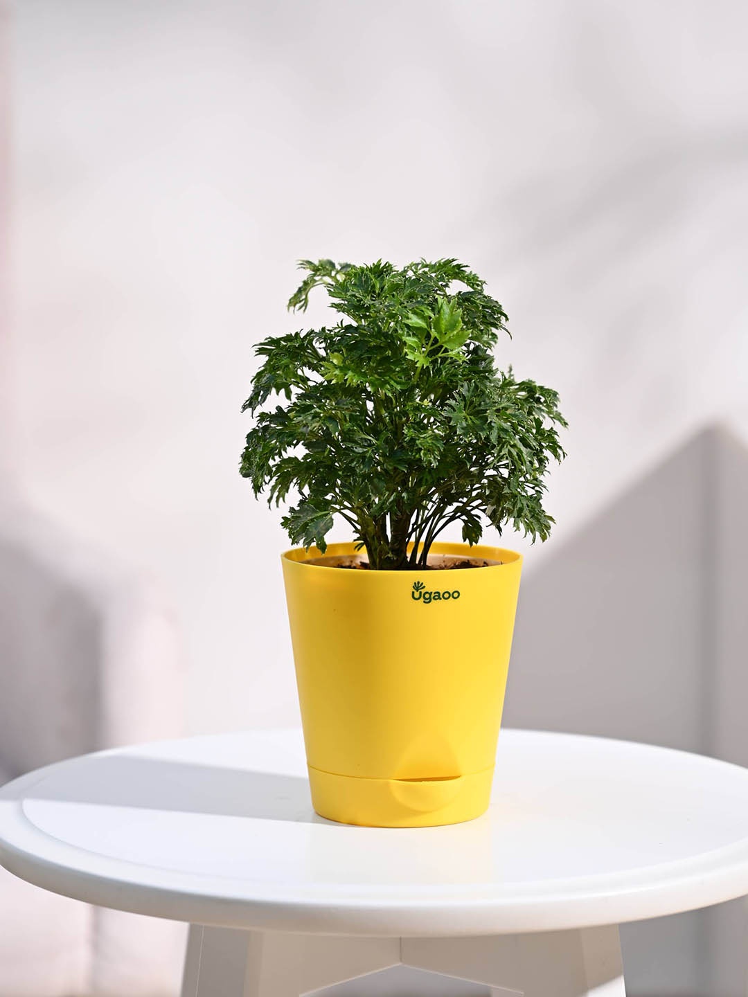 

UGAOO Aralia Plant With Self Watering Pot, Yellow