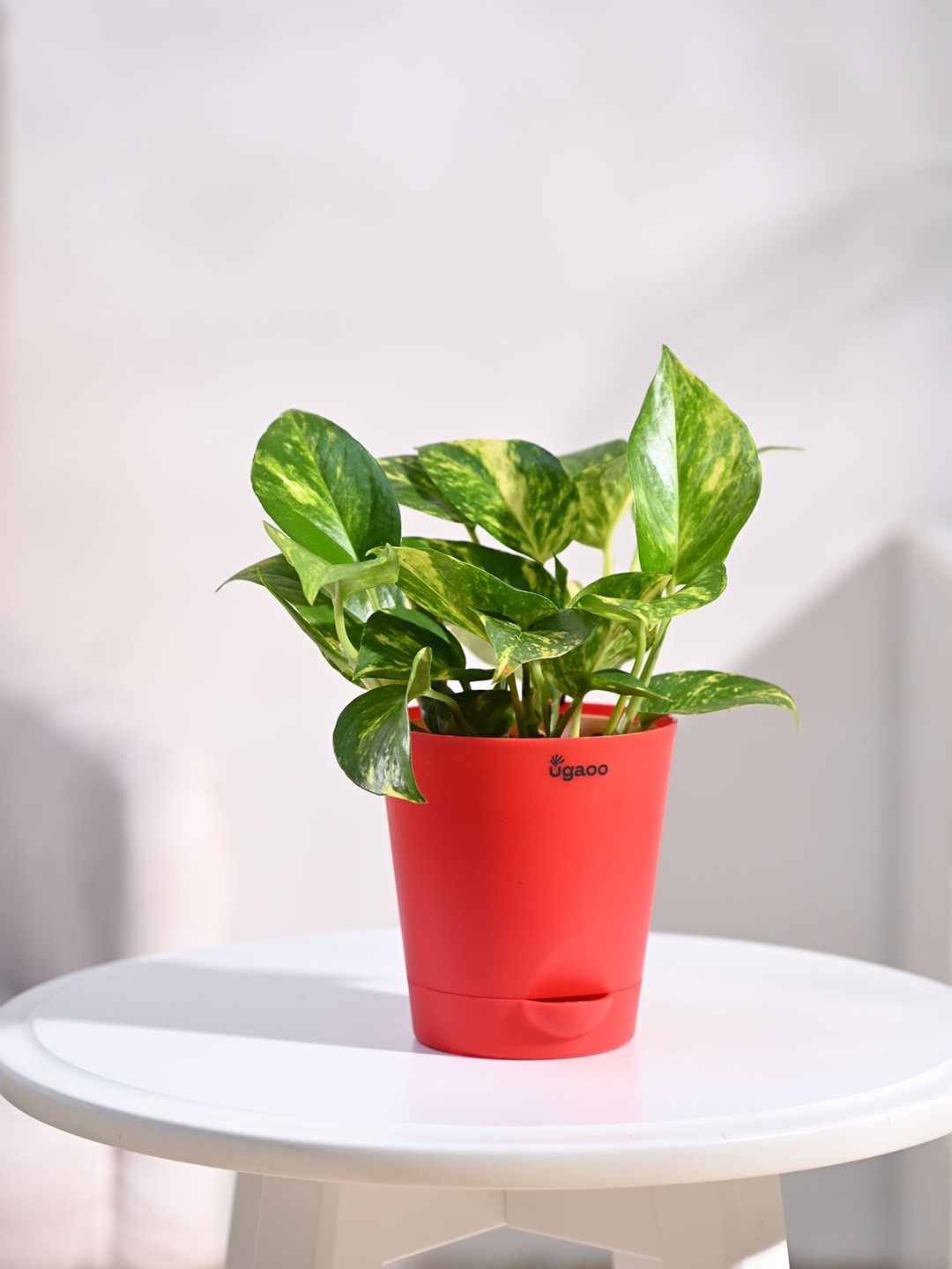 

UGAOO Money Plant Variegated with Self Watering Pot, Green