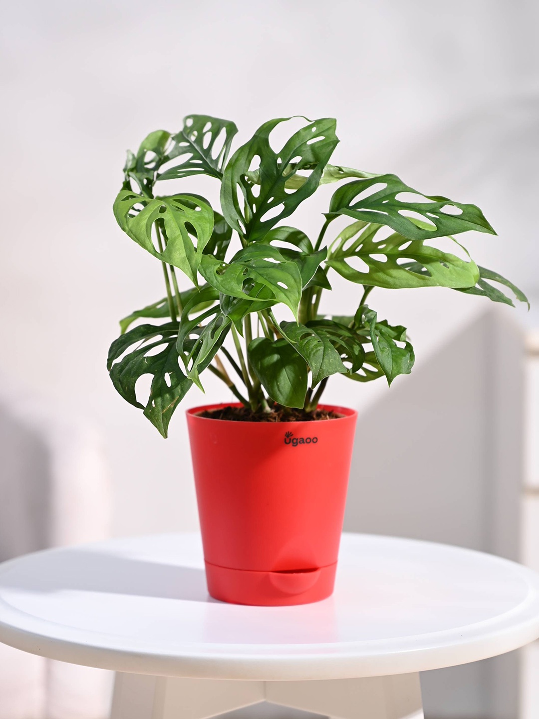 

UGAOO Indoor Broken Heart Plant with Self Watering Pot, Red