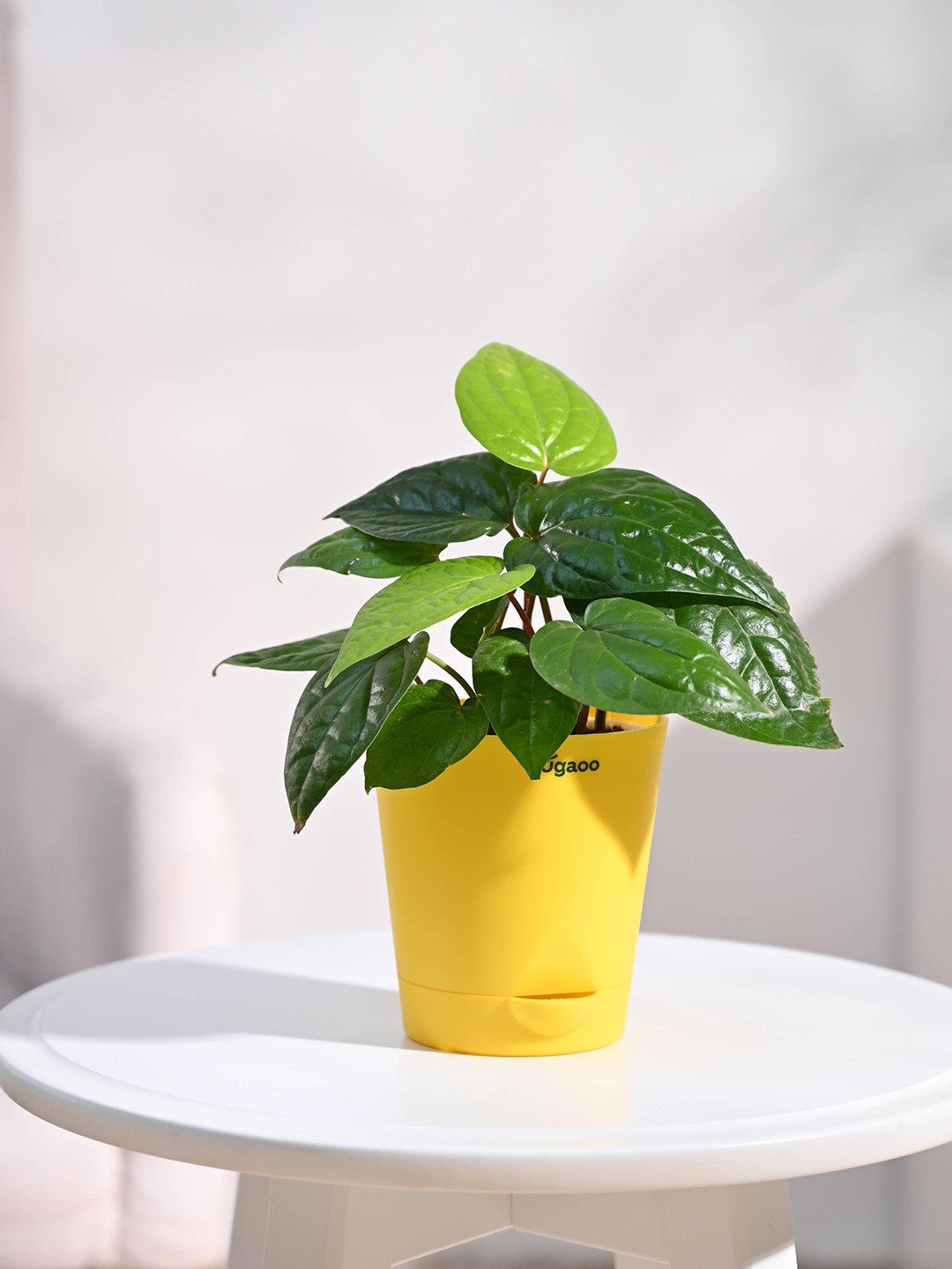 

UGAOO Self Watering Betel Leaf Plant With Pot, Yellow