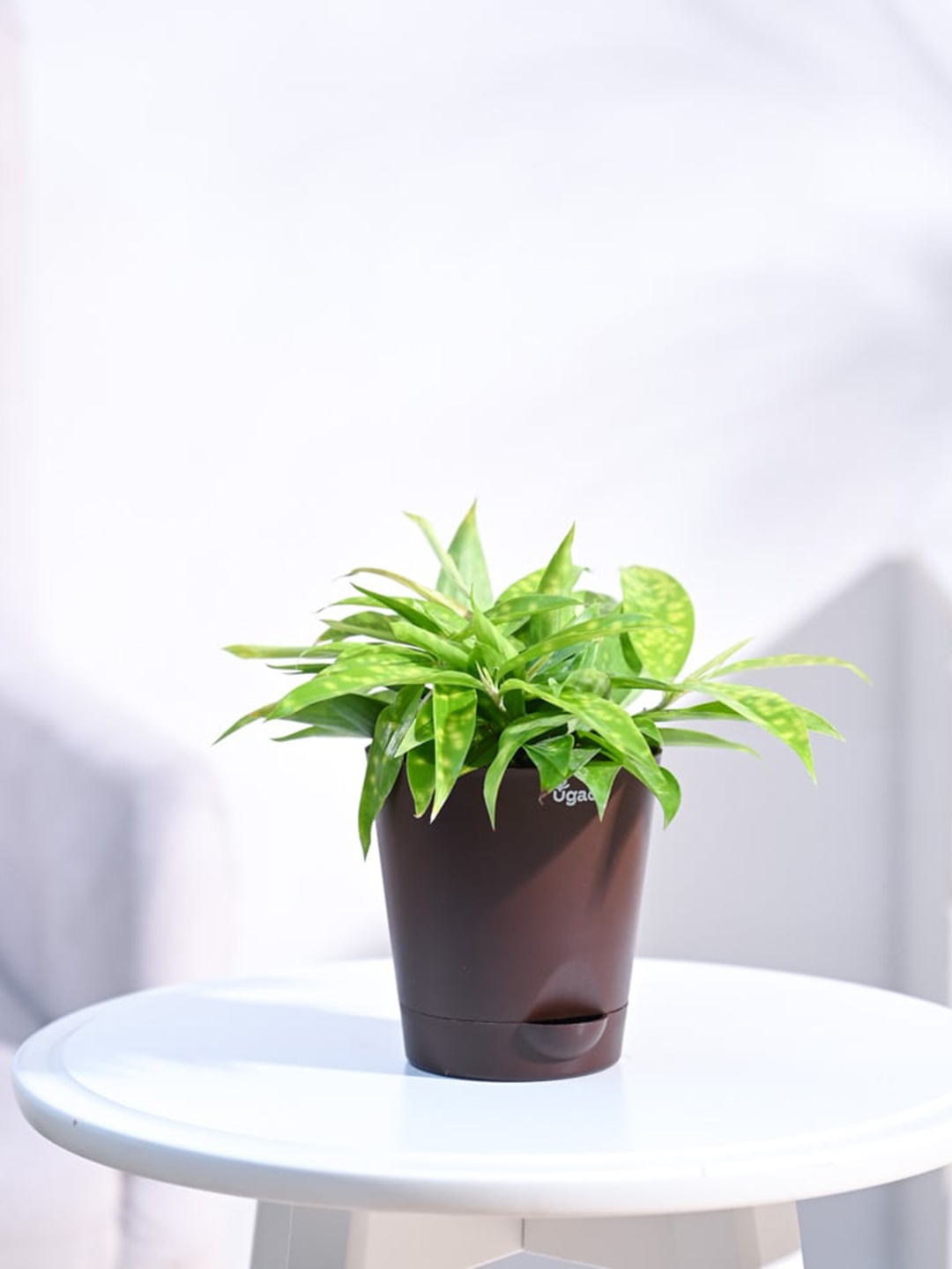 

UGAOO Golden Milky Plant with Self Watering Pot, Brown