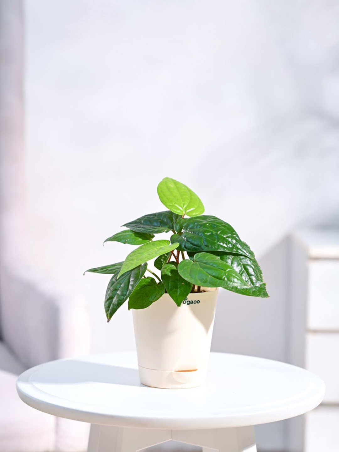 

UGAOO Betel Leaf Plant With Self-Watering Pot, Beige