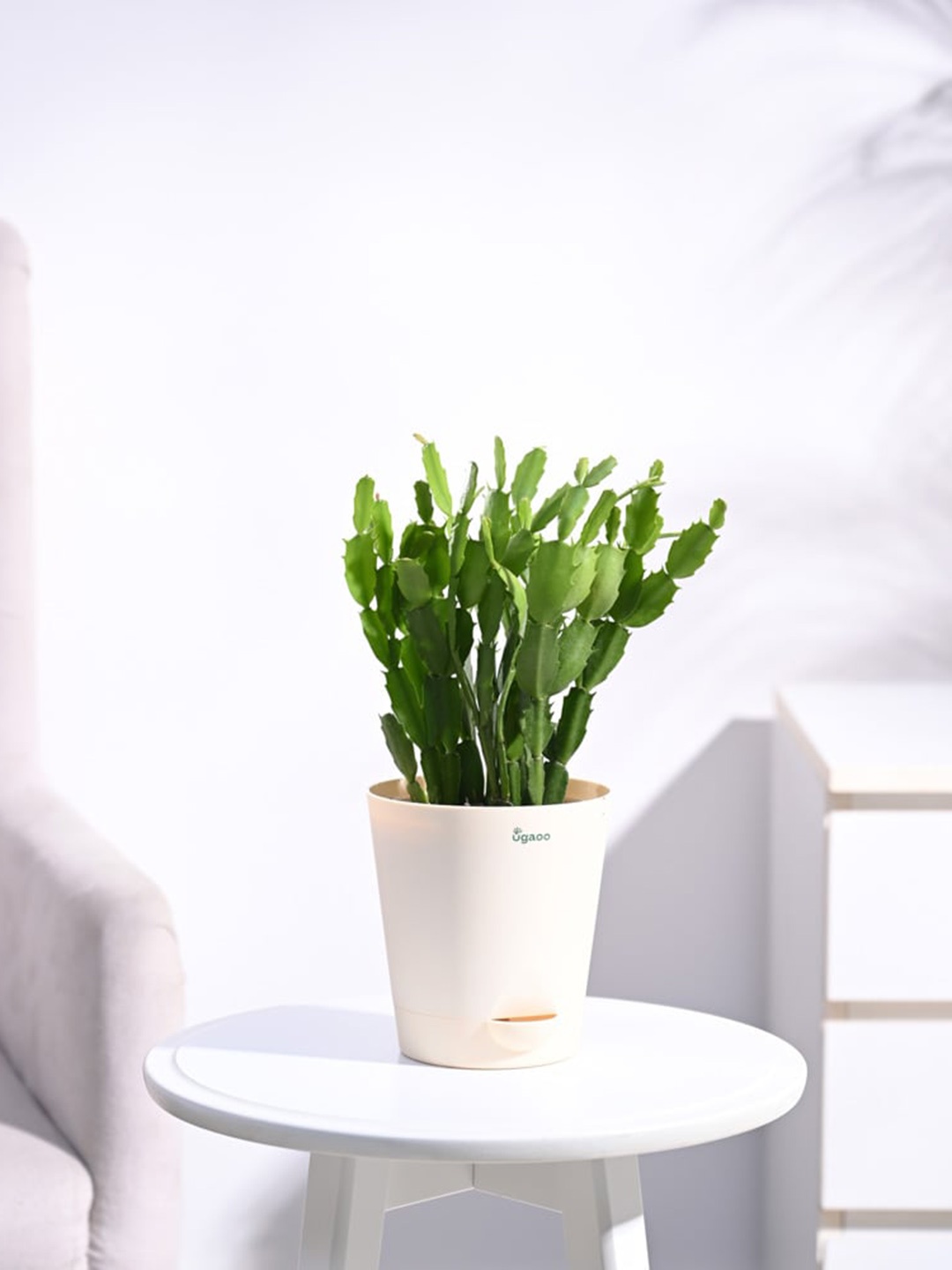 

UGAOO Christmas Cactus With Self Watering Pot, Green