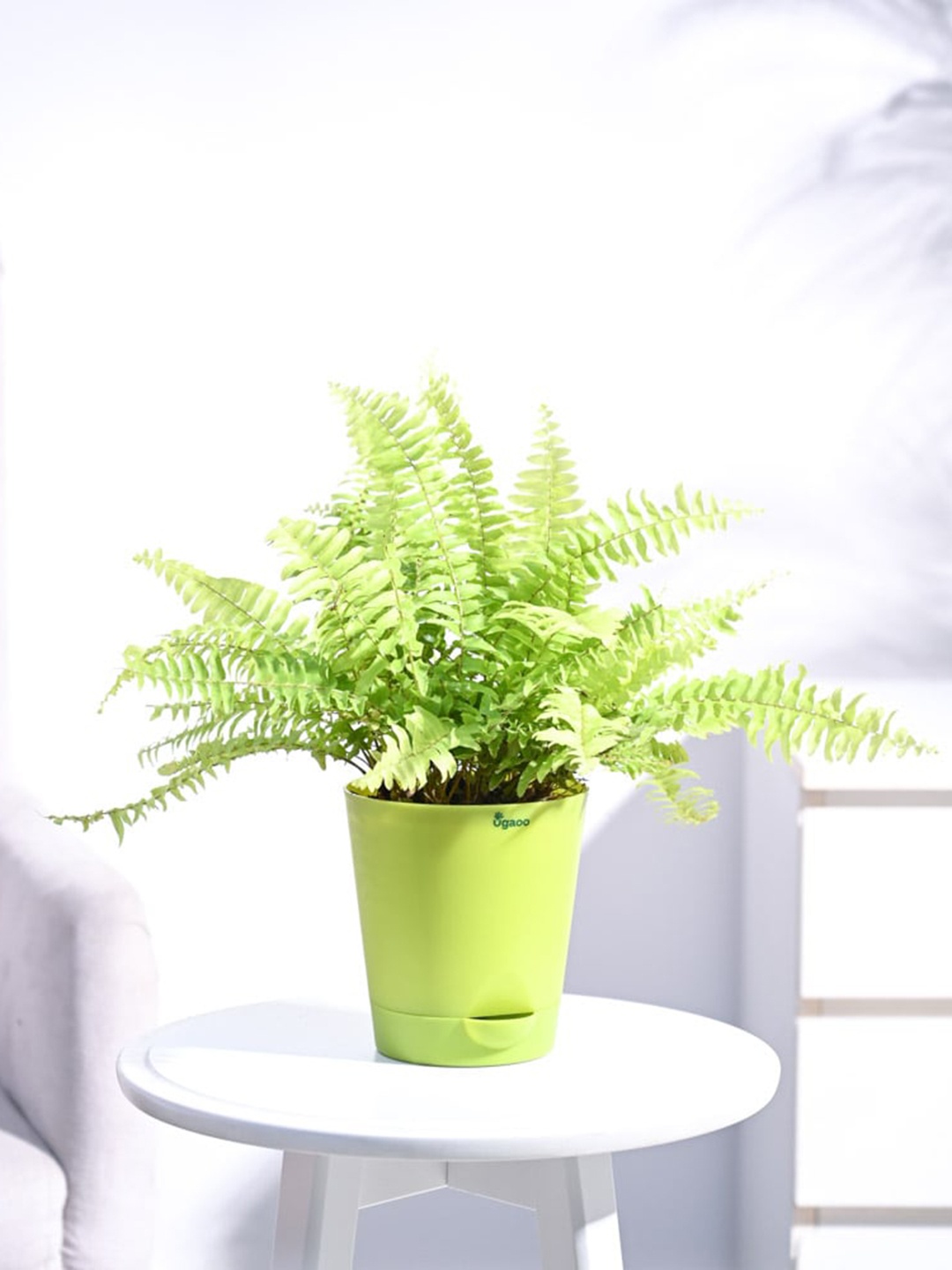 

UGAOO Golden Fern Plant With Self Watering Pot, Green
