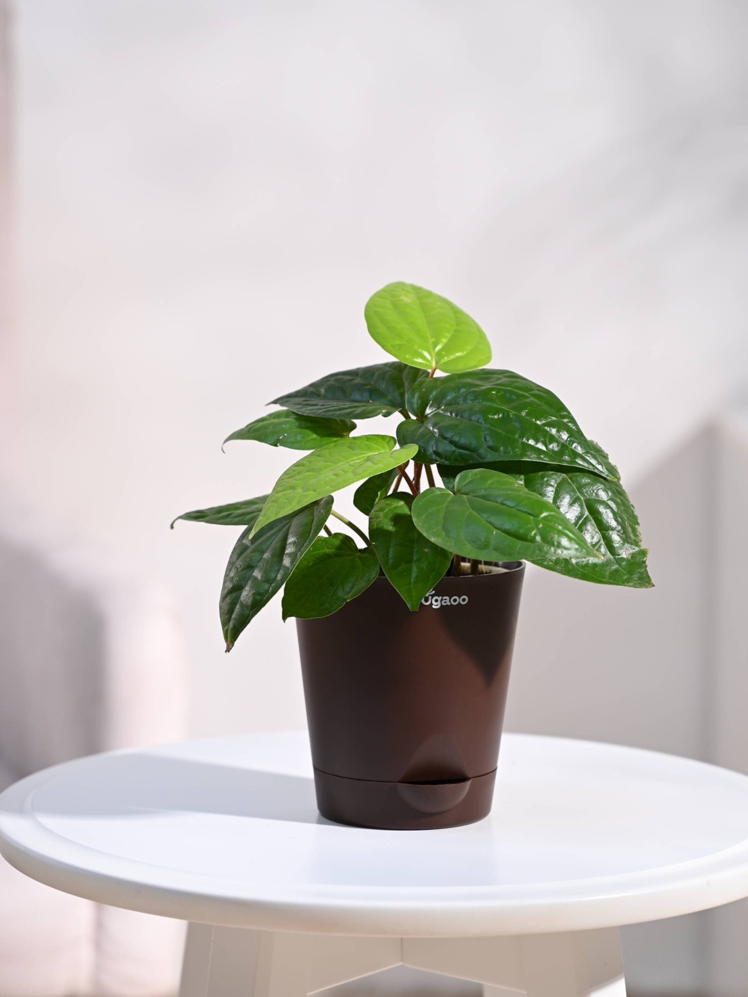 

UGAOO Betel Leaf Plant With Self Watering Pot, Brown