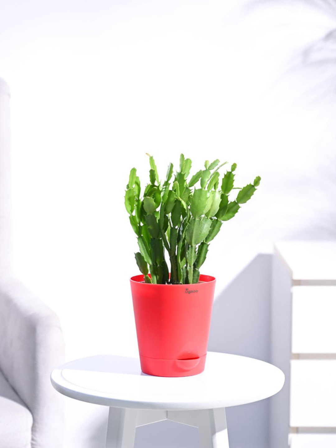 

UGAOO Christmas Cactus with Self Watering Pot, Red