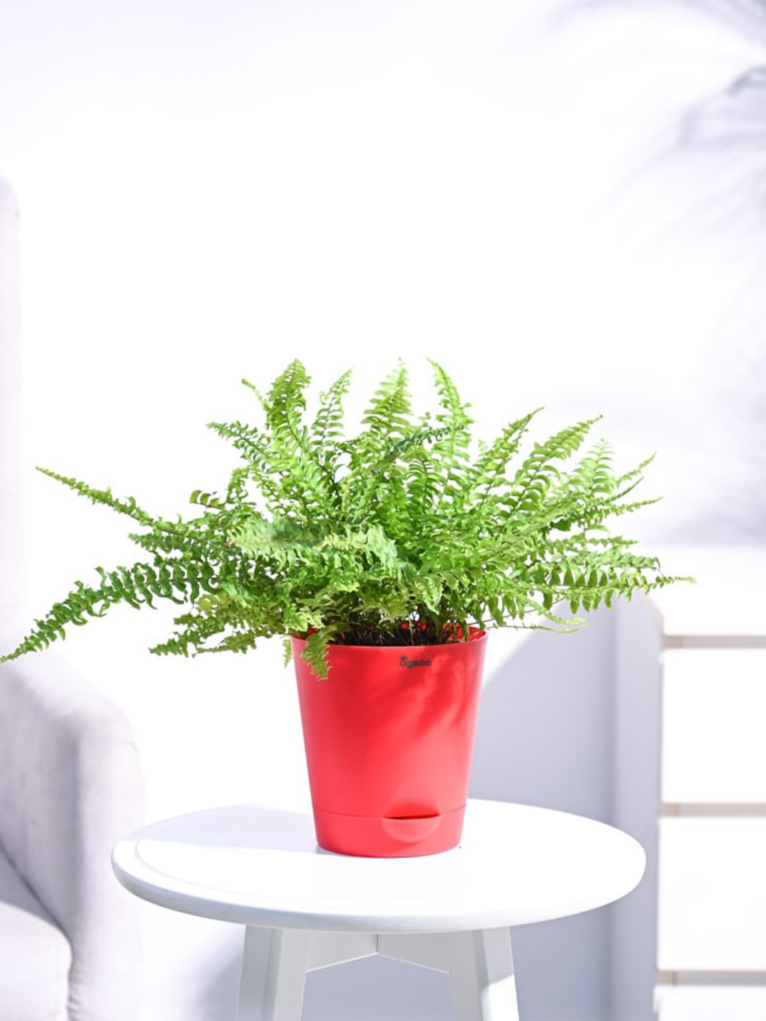

UGAOO Self Watering Fern Mini Plant With Pot, Red