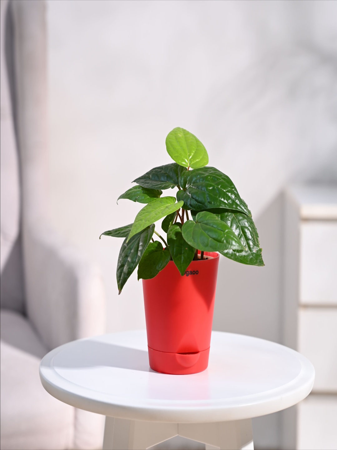 

UGAOO Betel Leaf Plant (Magai Paan) with Self Watering Pot, Red