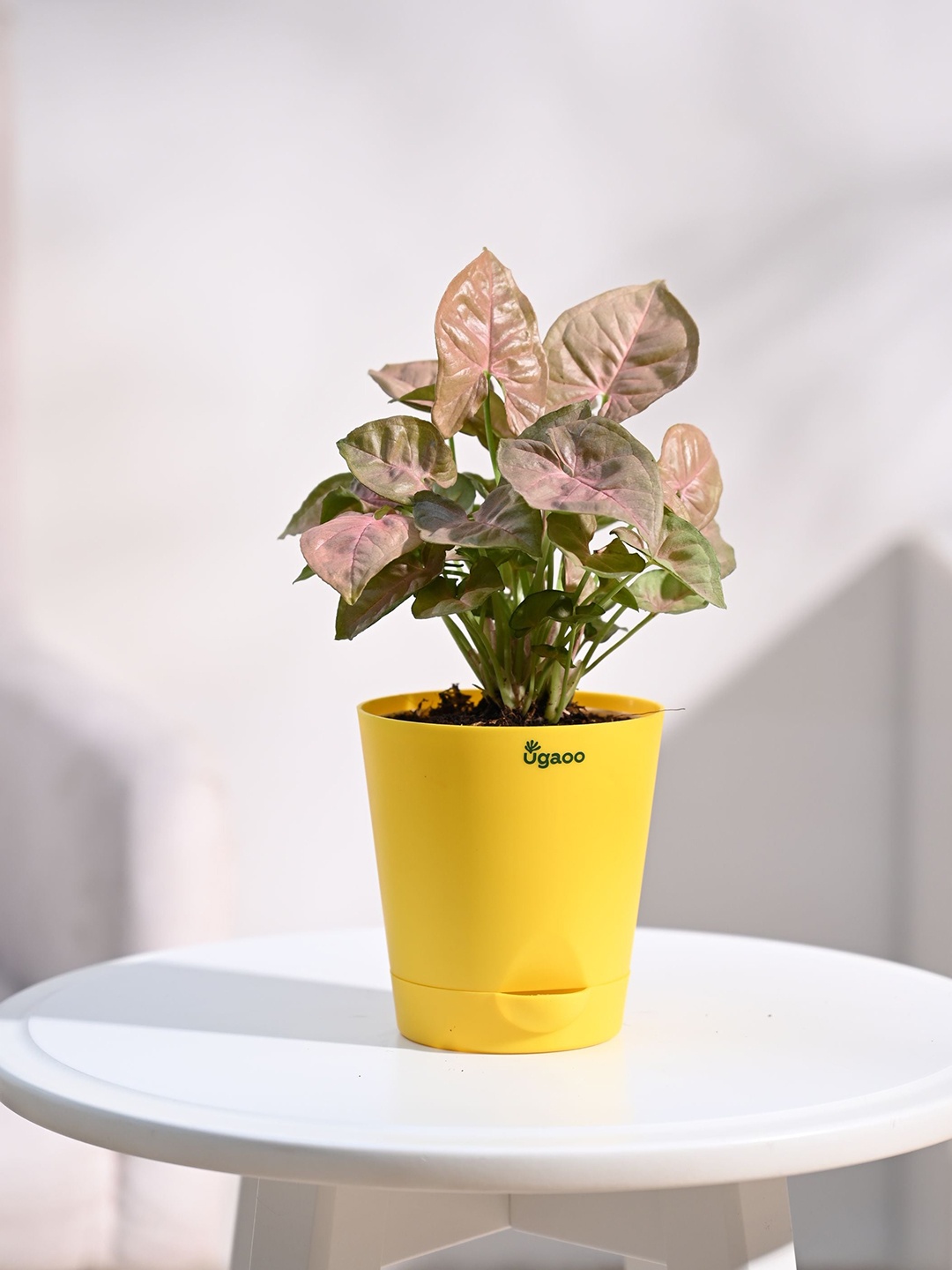 

UGAOO Syngonium Pink Plant with Self Watering Pot, Yellow