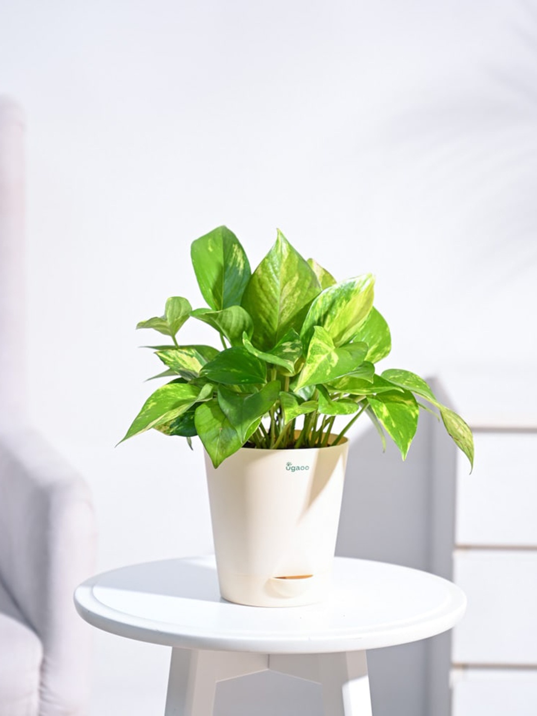 

UGAOO Self Watering Money Plant Variegated With Pot, Beige