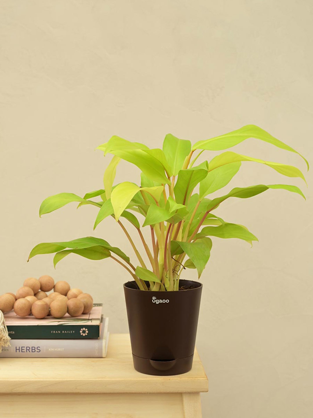 

UGAOO Indoor Philodendron Ceylon Golden Plant with Self Watering Plastic Pot, Black