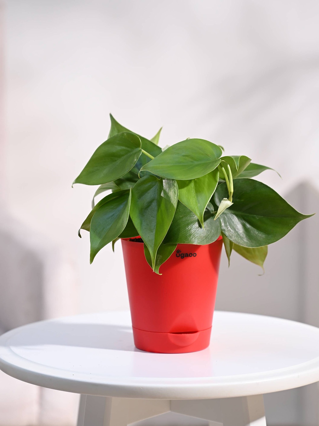 

UGAOO Self Watering Philodendron Oxycardium Plant With Pot, Red
