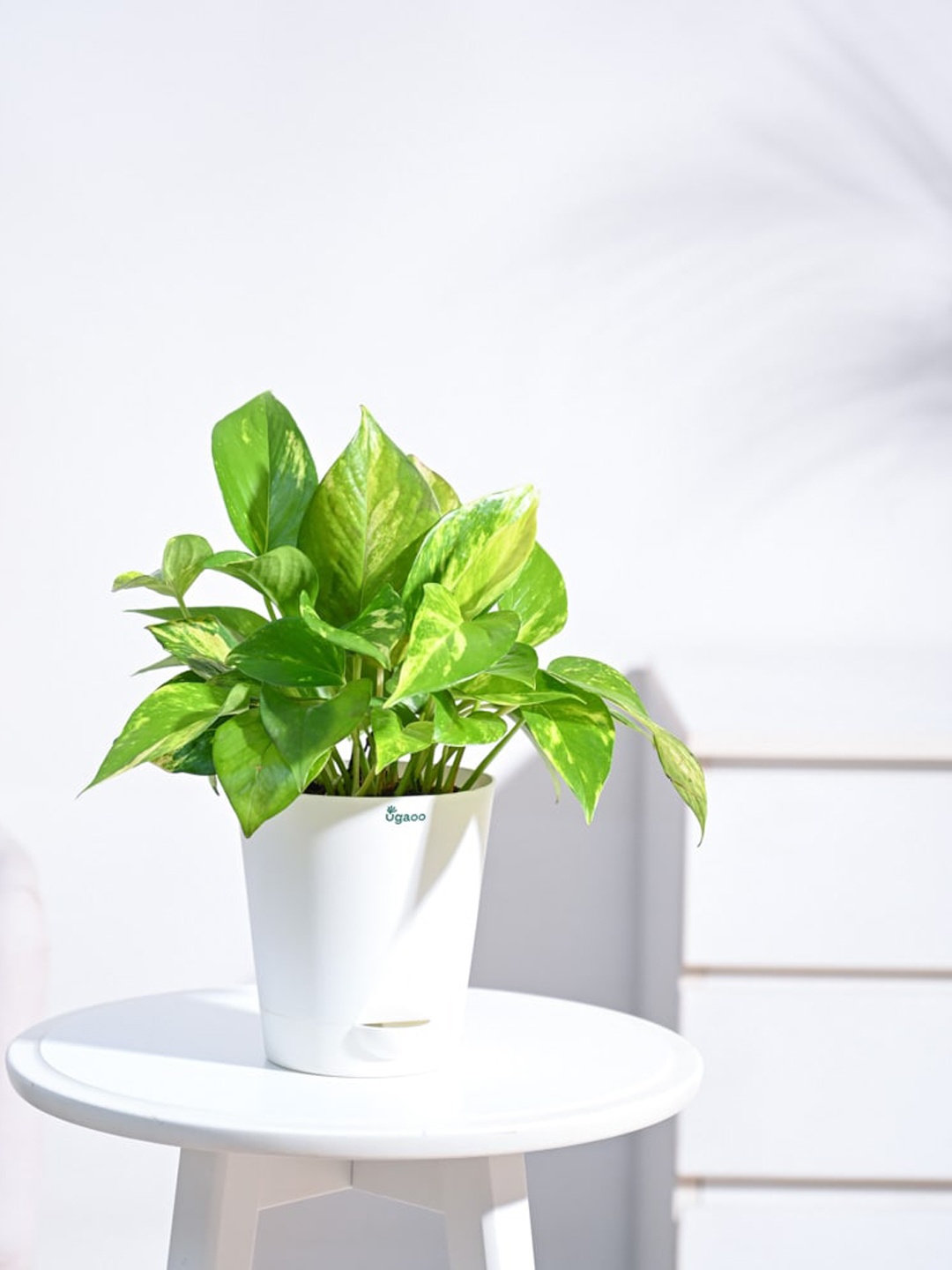 

UGAOO Money Plant Variegated With Self-Watering White Pot