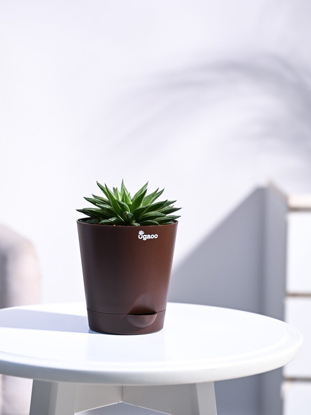 

UGAOO Self Watering Haworthia Turgida Live Plant With Pot, Brown