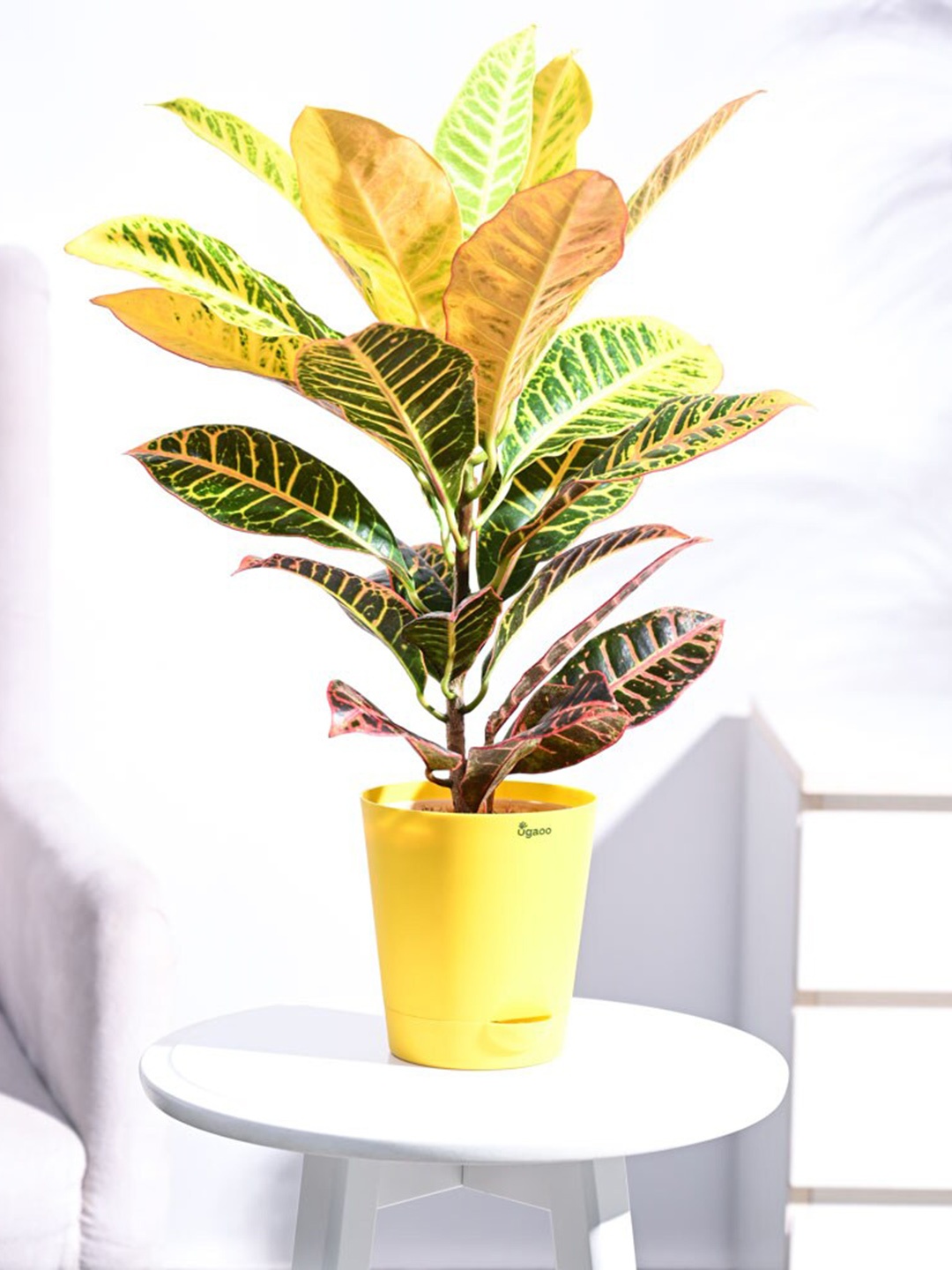 

UGAOO Live Croton Petra Self Watering Plant With Pot, Yellow