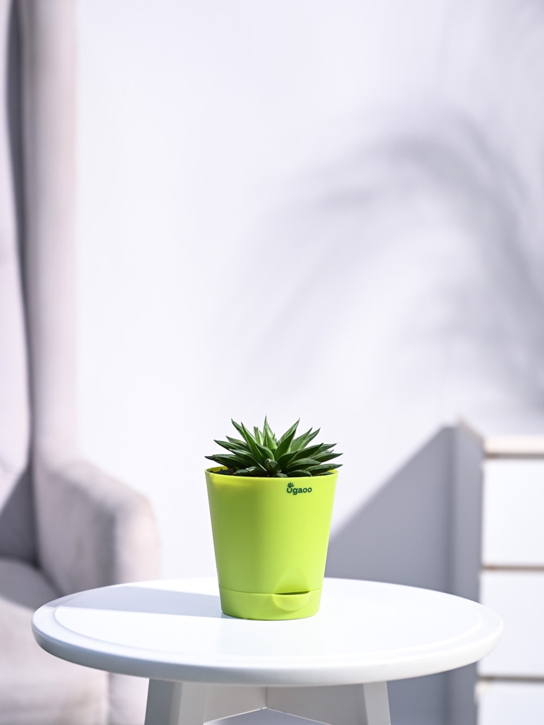 

UGAOO Self Watering Live Haworthia Turgida Plant With Pot, Green