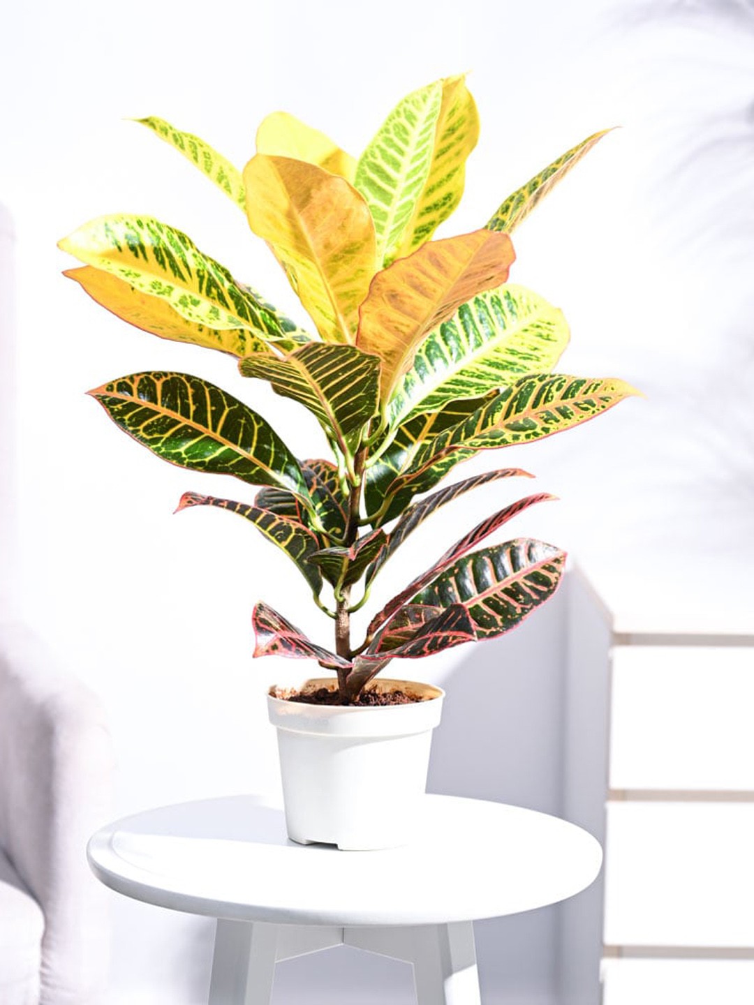 

UGAOO Self Watering Croton Petra Plant With Pot, Beige